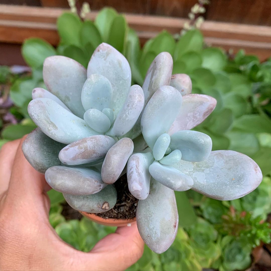 Pachyphytum Oviferum Moonstone Plant Succulents