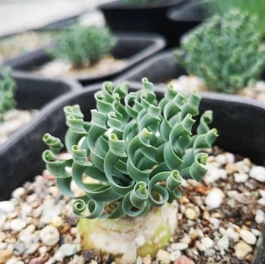 Cover Image for Albuca Concordiana