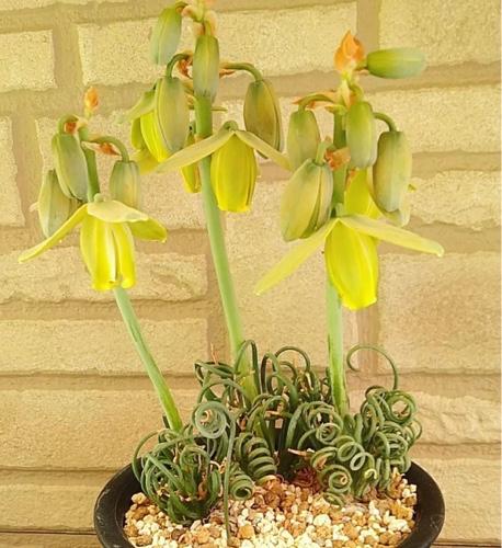 Cover Image for Albuca Spiralis "Frizzle Sizzle"