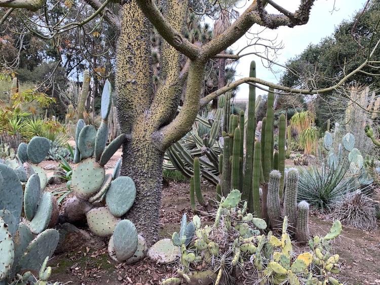 Cover Image for The Arizona Cactus Garden (Stanford University, California)