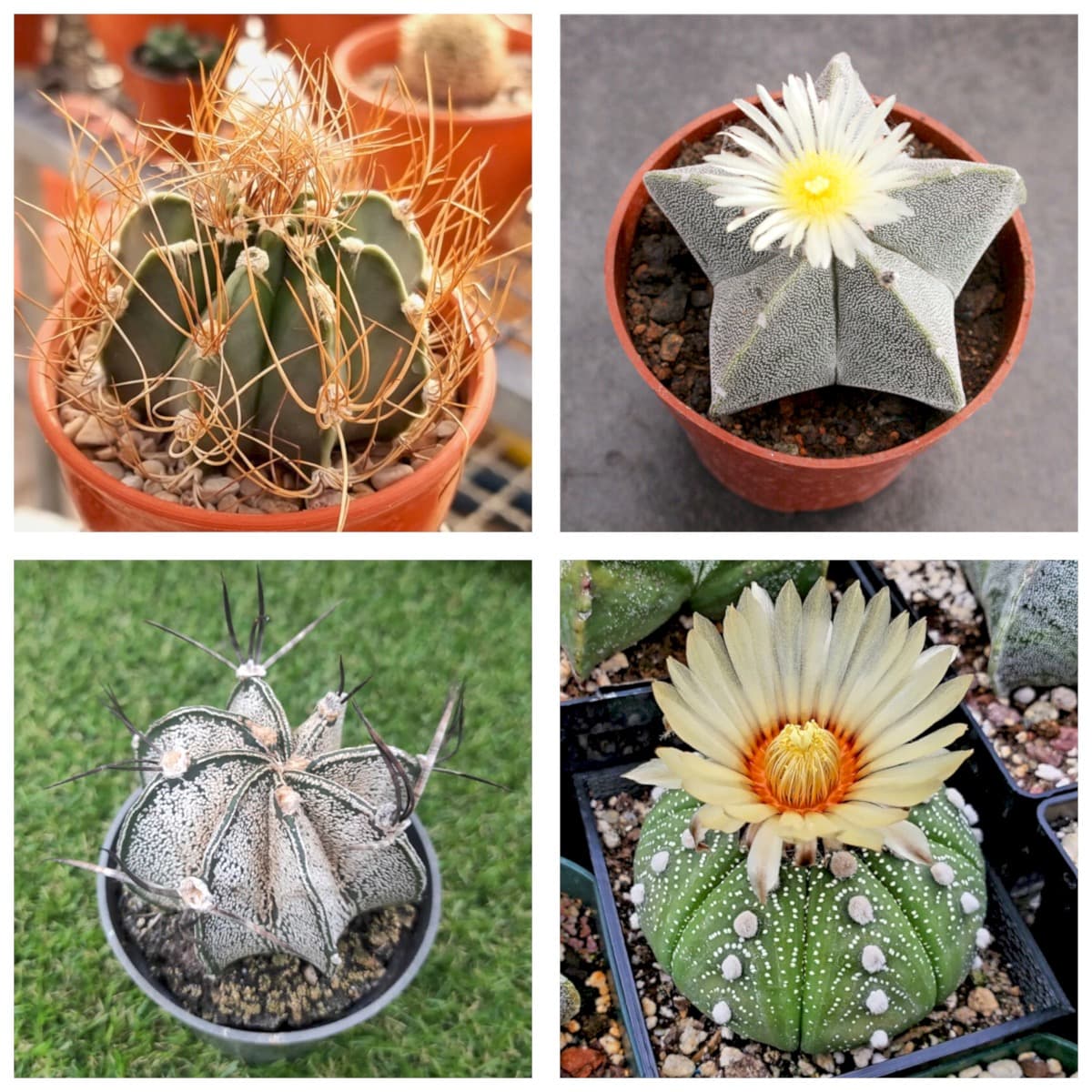 Cover Image for Astrophytum