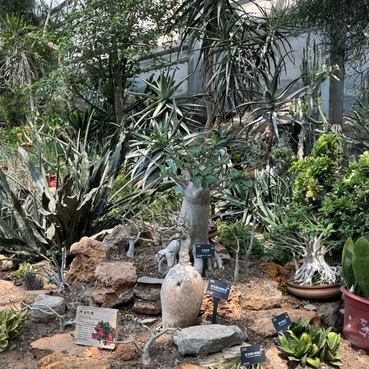 Cover Image for The Greenhouse (South Garden) at China National Botanical Garden 国家植物园 (Beijing, China)