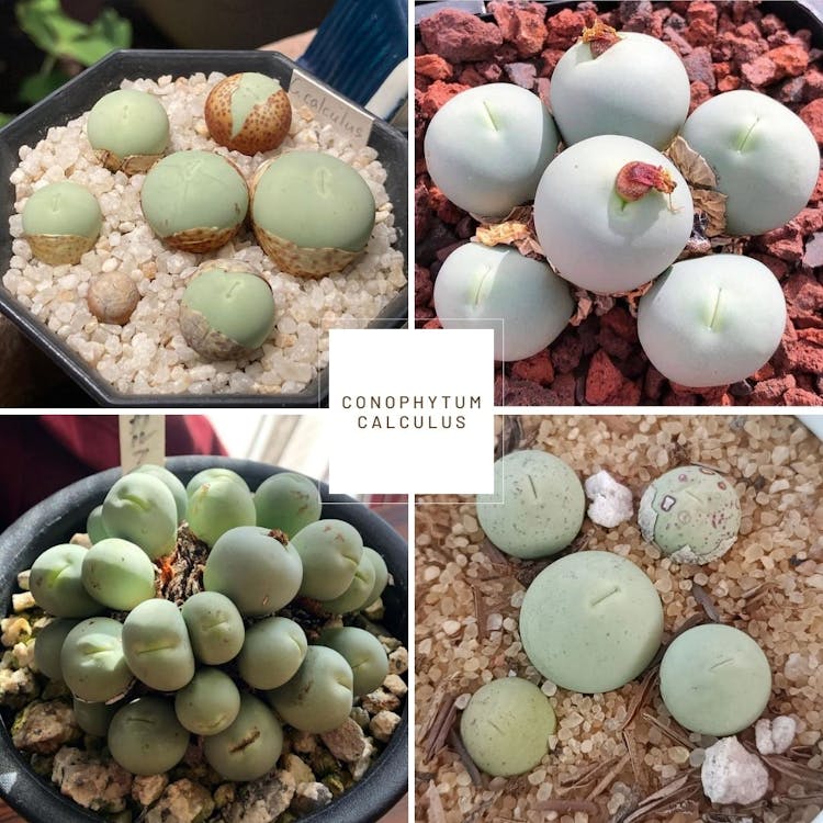 Cover Image for My Complete Conophytum Identification Guide