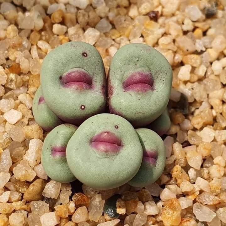 Cover Image for Conophytum Pageae