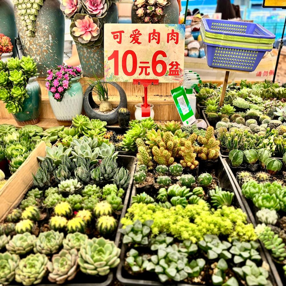 Cover Image for Dounan Flower Market: Biggest Succulent Market in the World