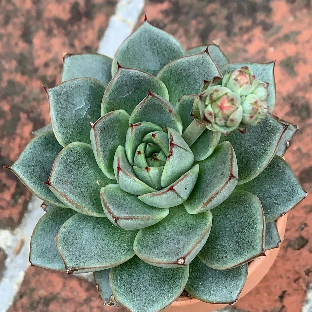 Cover Image for Echeveria