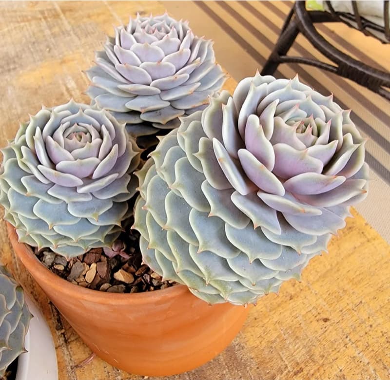 Cover Image for Echeveria Lola