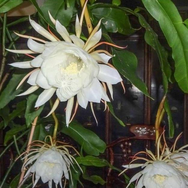 Cover Image for Epiphyllum Oxypetalum (Queen of the Night)