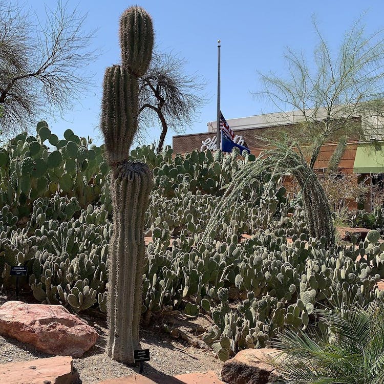 Cover Image for Cactus Garden Inside A Chocolate Factory: Ethel M Botanical Cactus Garden (Henderson, Nevada)