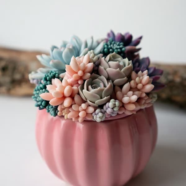 Cover Image for 5 Unique Gift Ideas for Succulent Lovers