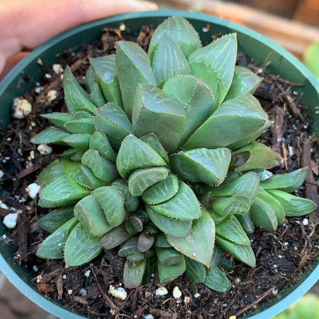 Cover Image for Haworthia