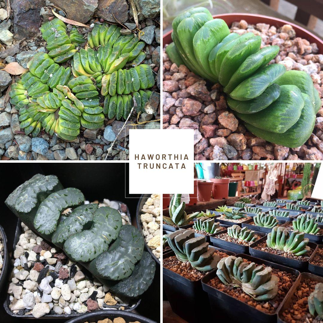 Cover Image for My Haworthia Identification Guide