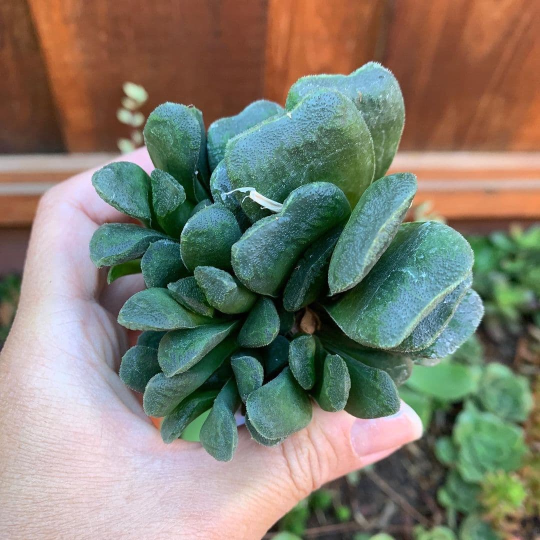 Cover Image for Haworthia Truncata