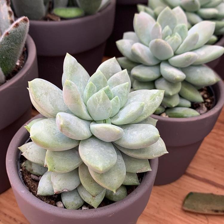 Cover Image for How Do You Care For Succulents Indoors?