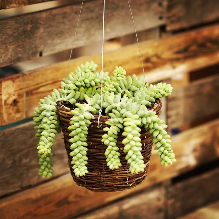 Cover Image for How Do You Water Burro's Tail?