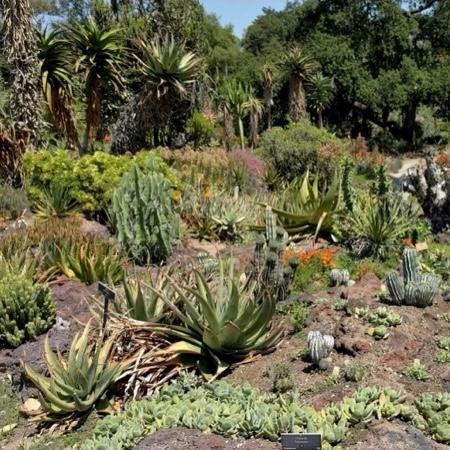 Cover Image for Huntington Desert Garden (San Marino, California)