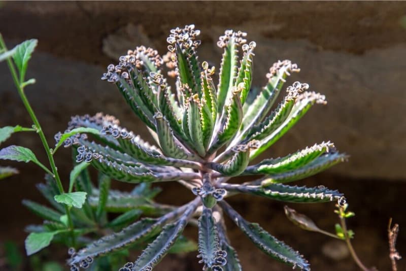 Cover Image for Kalanchoe Daigremontiana "Mother of Thousands Plant"