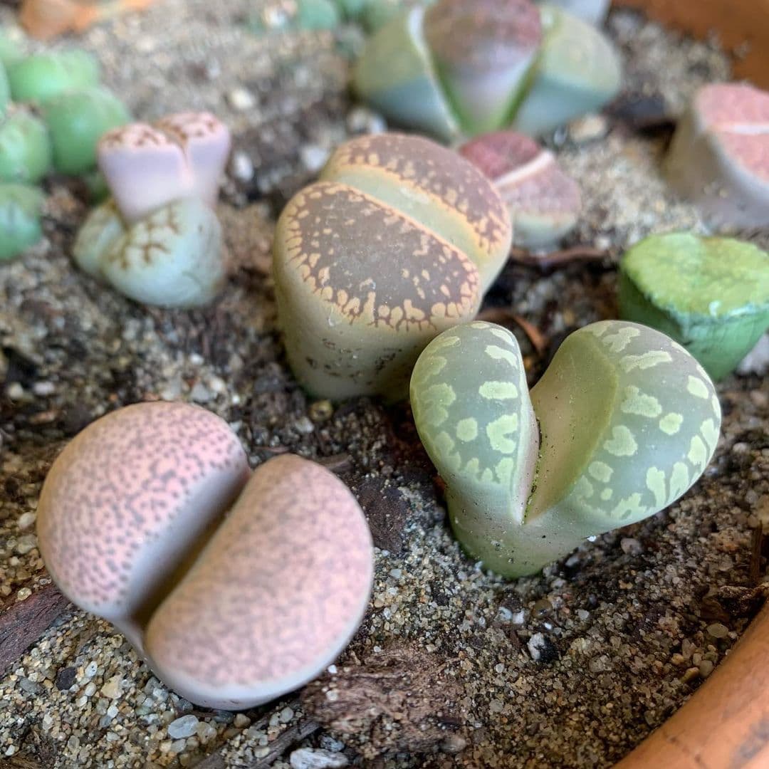 Cover Image for Lithops