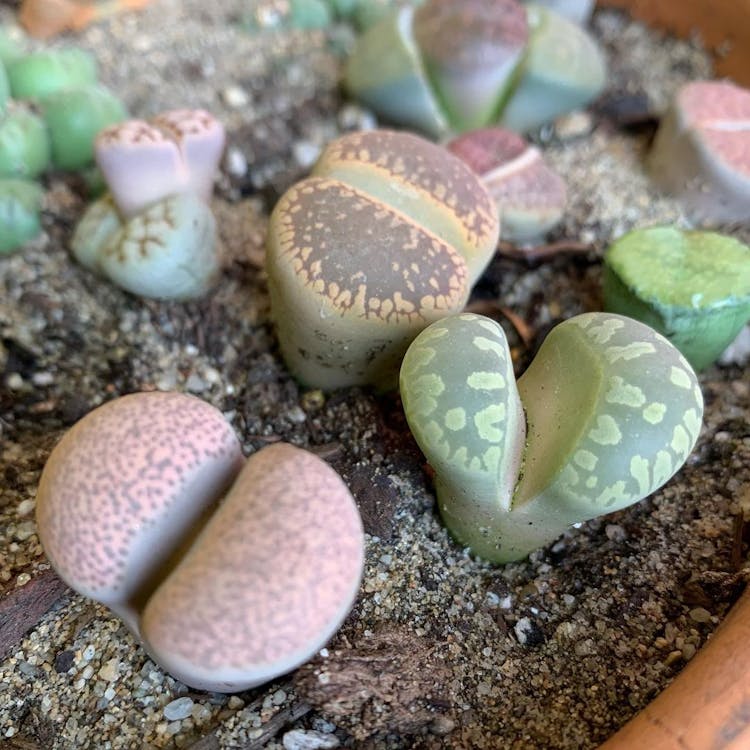 Cover Image for Lithops