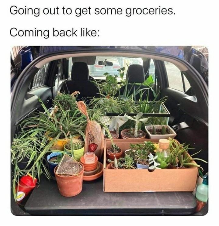 Cover Image for The Best Plant Memes On the Internet