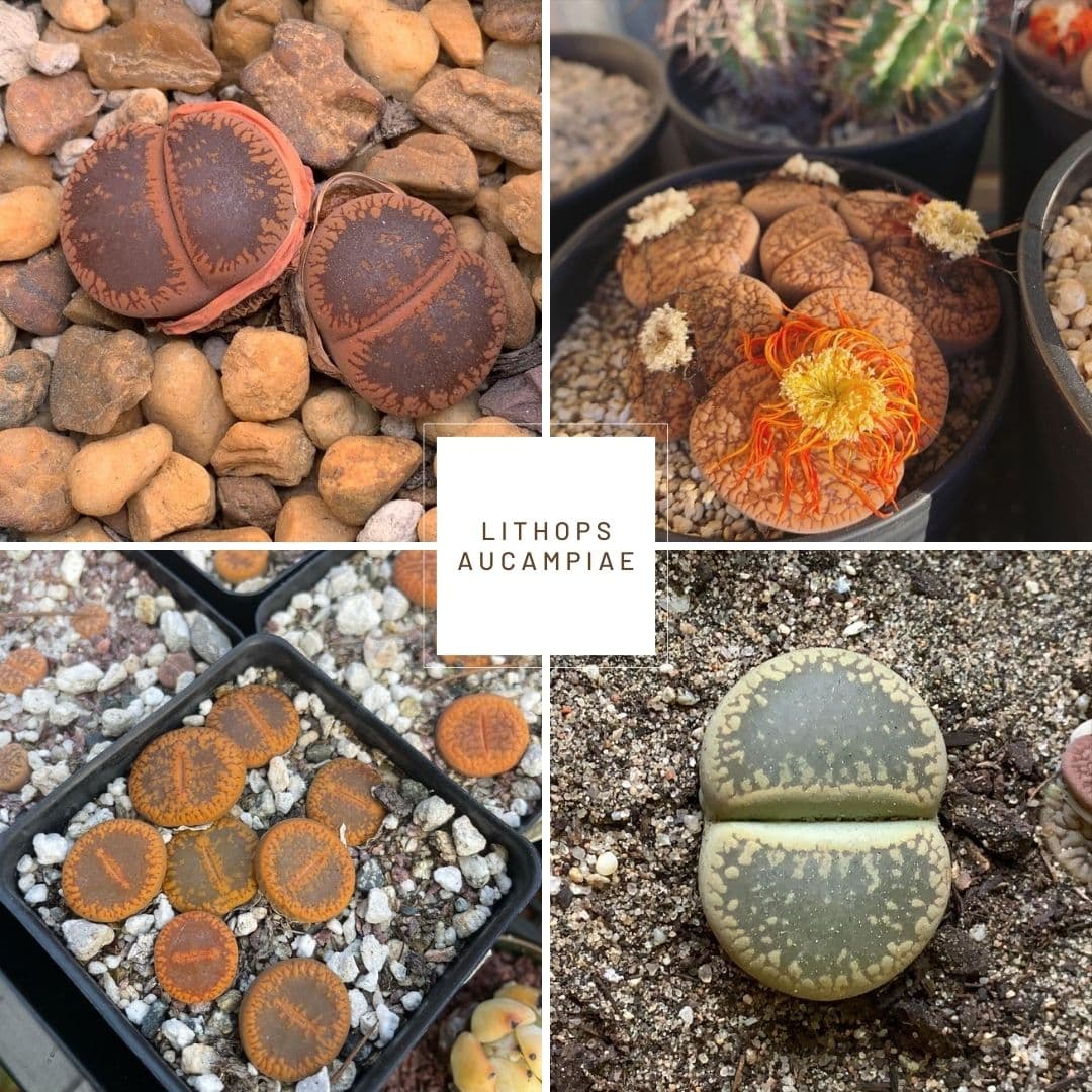 Cover Image for My Complete Lithops Identification Guide