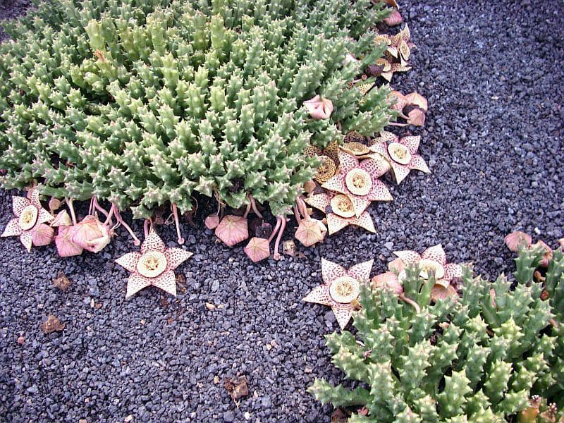 Cover Image for Orbea Variegata