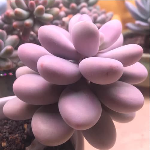 Cover Image for Pachyphytum Oviferum (Moonstone)