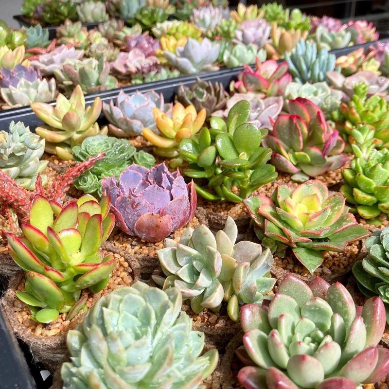 Cover Image for Resources for Succulents