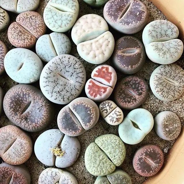 Cover Image for Secrets for Growing Lithops