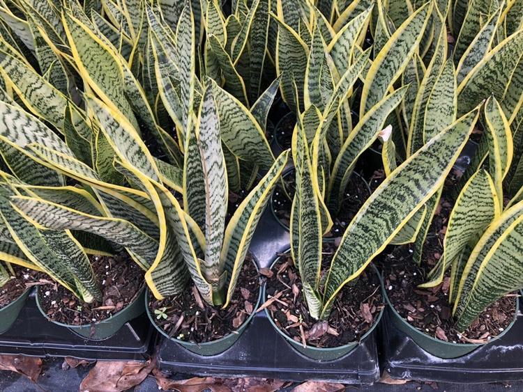 Cover Image for Sansevieria Trifasciata "Snake Plant"