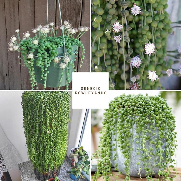 Cover Image for Trailing & Hanging Succulents