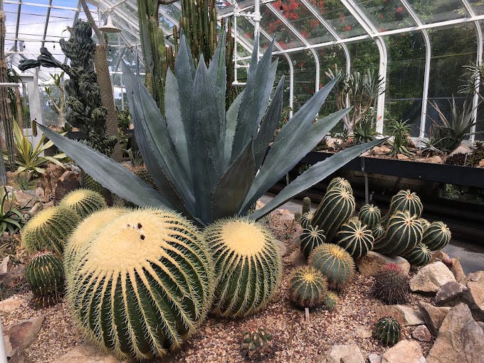 Cover Image for Cacti and Succulent House, Volunteer Park Conservatory (Seattle, Washington)