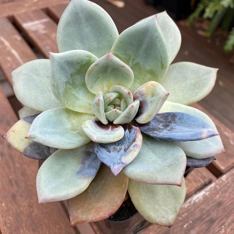 Cover Image for What's Wrong With My Succulent? Common Problems of Succulents