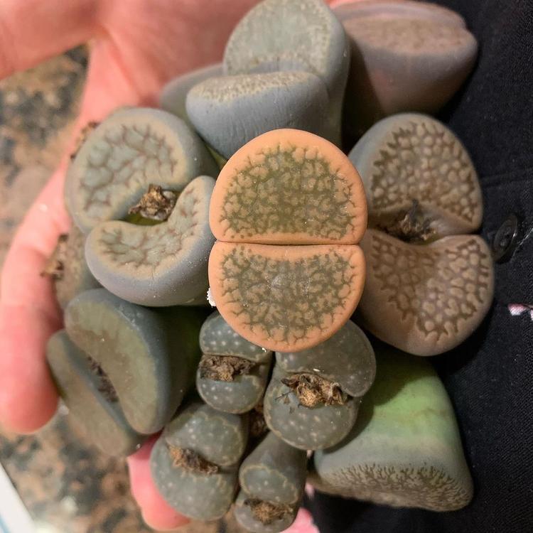 Cover Image for Secret: Where To Buy Lithops