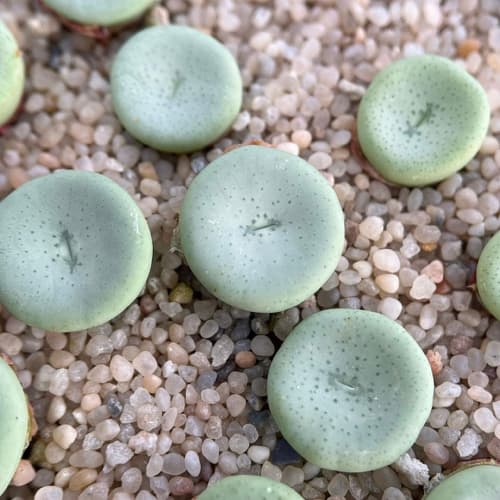 What is the name of this Conophytum? Select below.