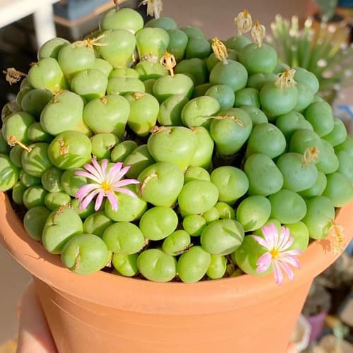 What is the name of this Conophytum? Select below.