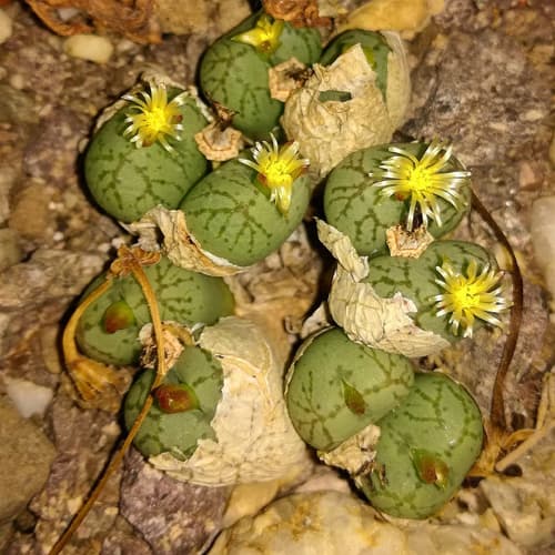 What is the name of this Conophytum? Select below.