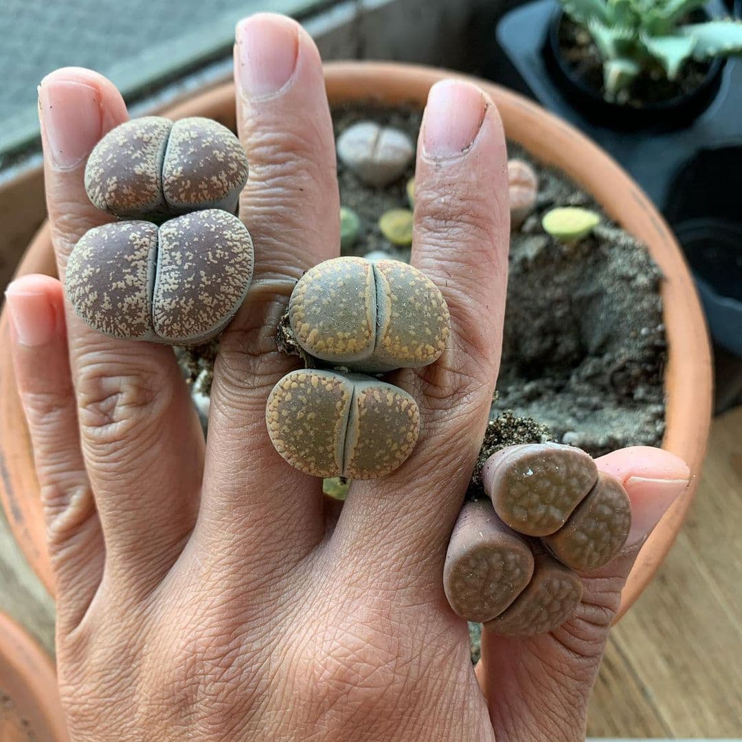 Grace holding Lithops