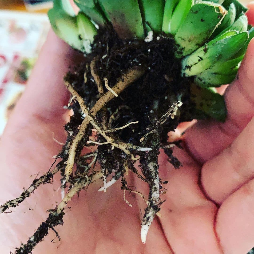 Succulent roots