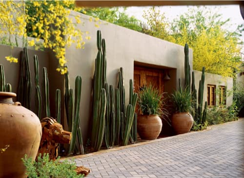 Cover Image for Large Succulent Plants for Outdoors