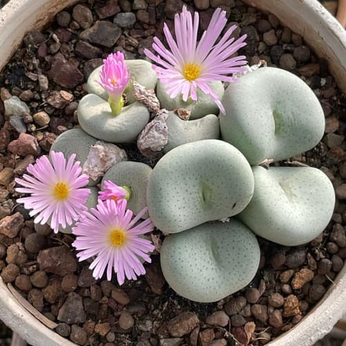 What is the name of this Conophytum? Select below.
