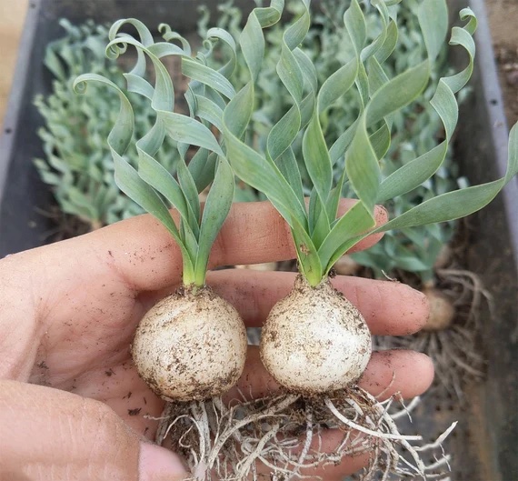 Bulbs of Albuca concordiana