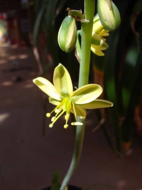 The flower of Albuca concordiana