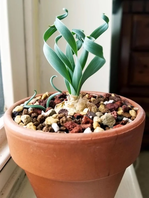 Albuca concordiana