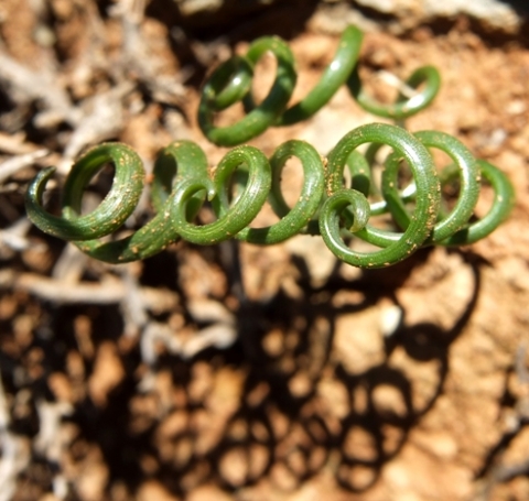 Albuca viscosa