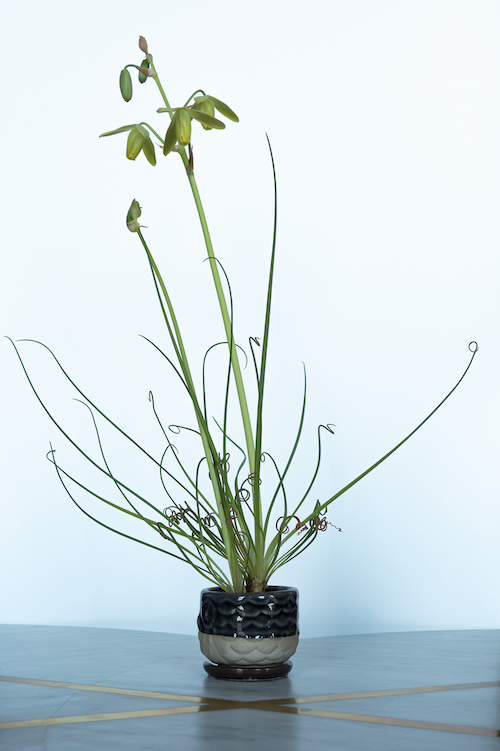 Albuca spiralis "Frizzle Sizzle"