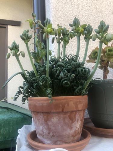 Curls and flowers of Frizzel Sizzle