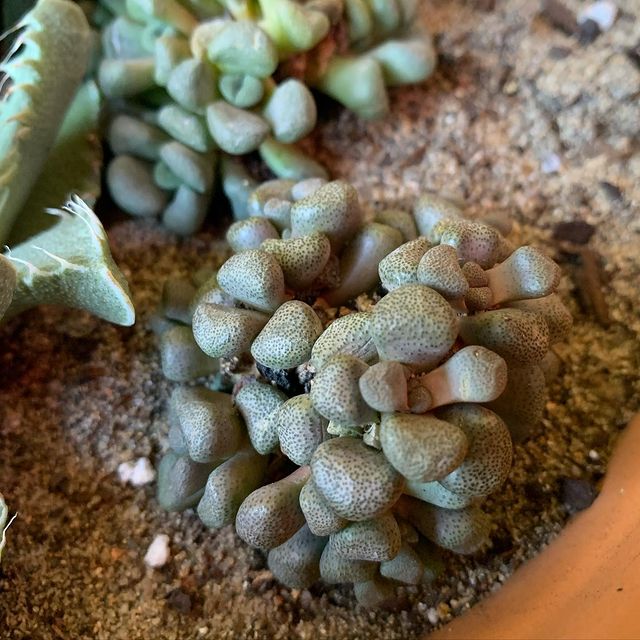 Aloinopsis schooneesii turns purple under the sun