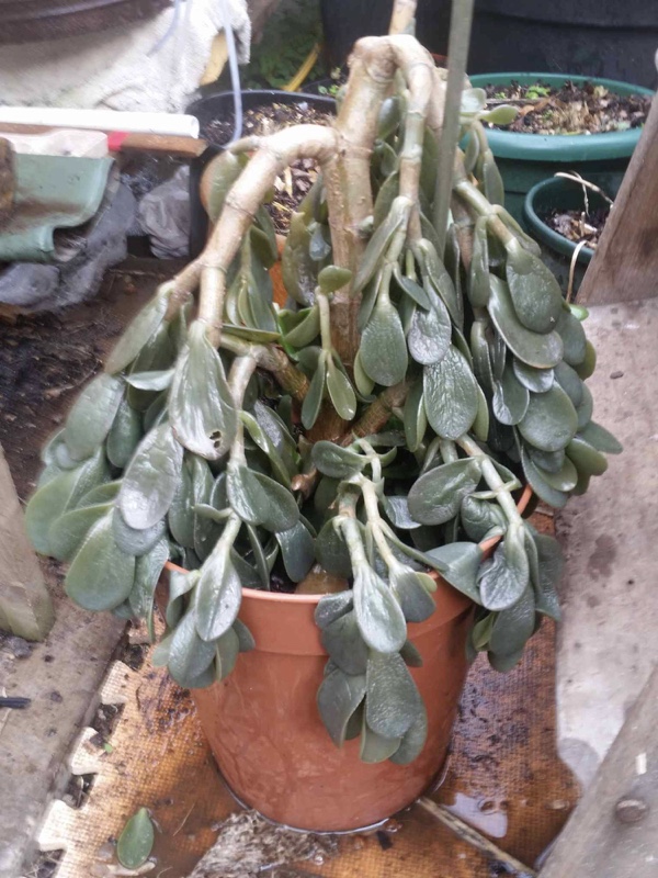 Jade Plant Died After Snow