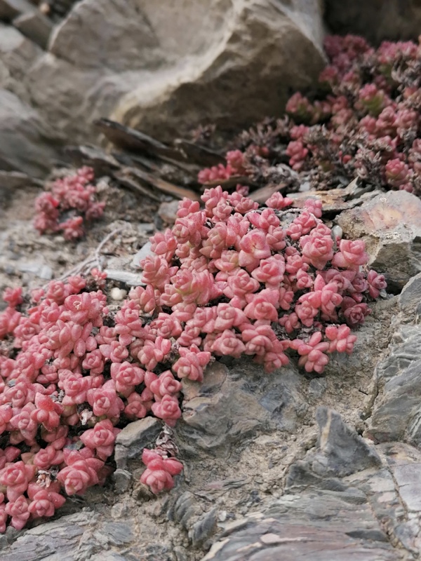 Sedum in Wild